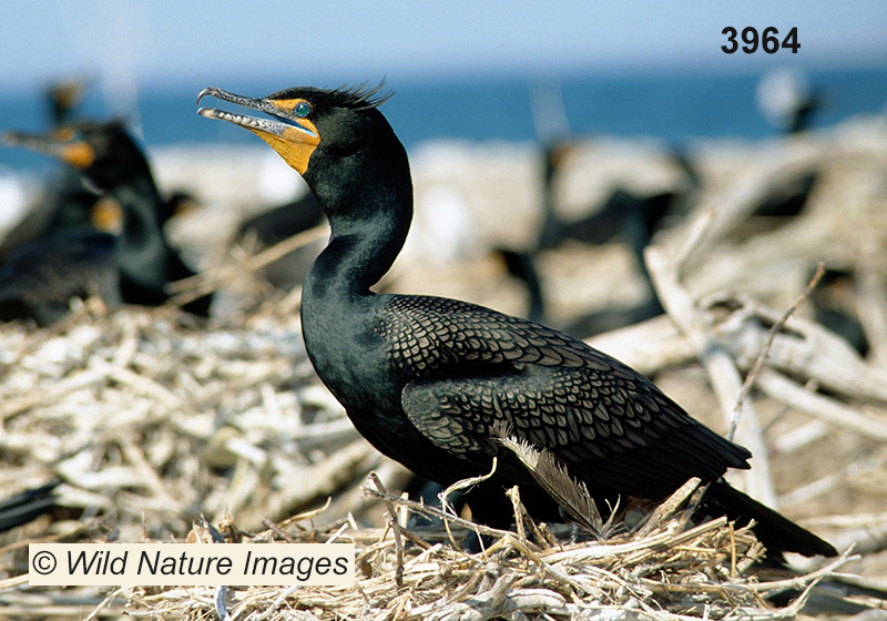 Double-crested Cormorant (Phalacrocorax auritus)